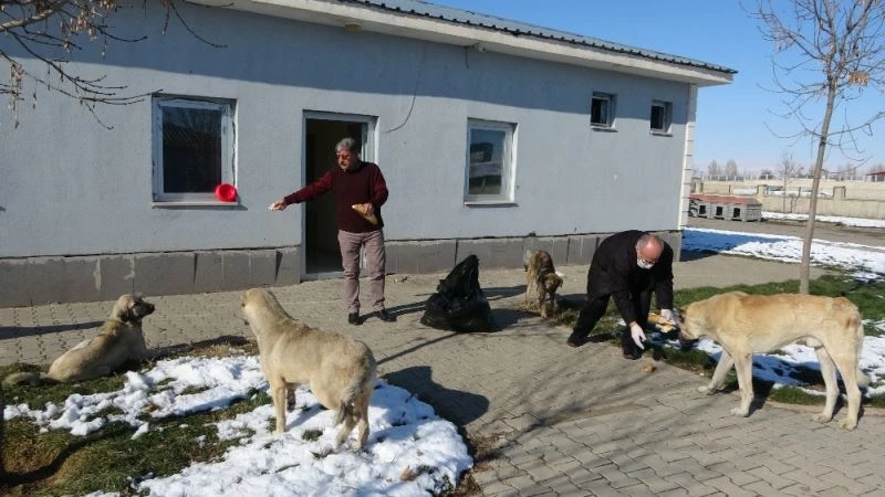 Muş Halk Ekmek Fabrikasının ilk deneme ekmekleri sokak hayvanlarına verildi
