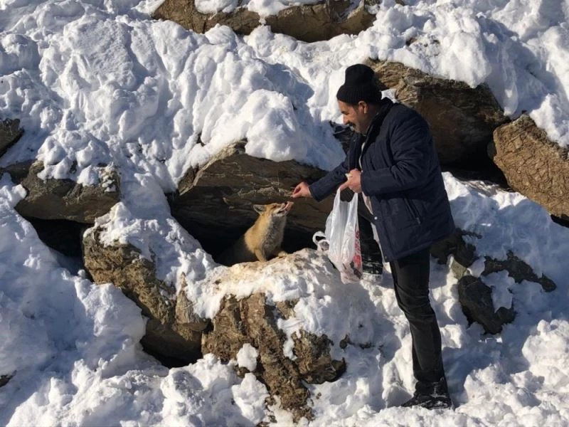 Karla mücadele ekibi aç tilkinin karnını duyurdu
