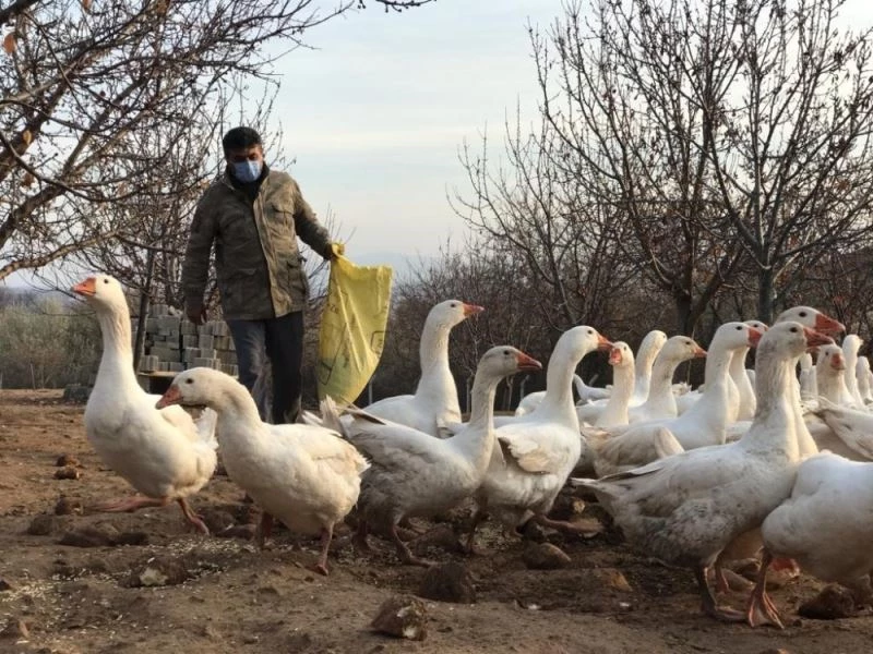 Arkadaşının tavsiyesine uydu şimdi paraya para demiyor: Türkiye’nin dört bir yanına kaz ve yumurta satıyor
