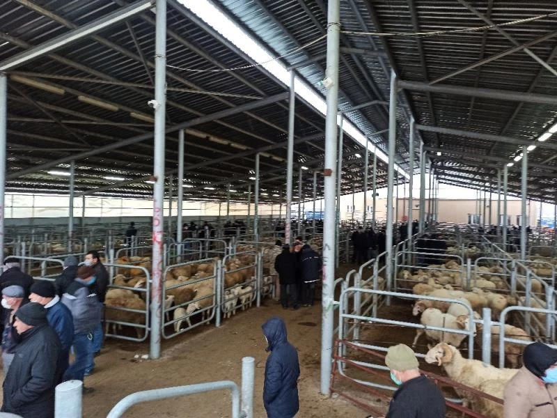 Yem fiyatlarındaki artık küçükbaş hayvan üreticilerini sıkıntıya soktu
