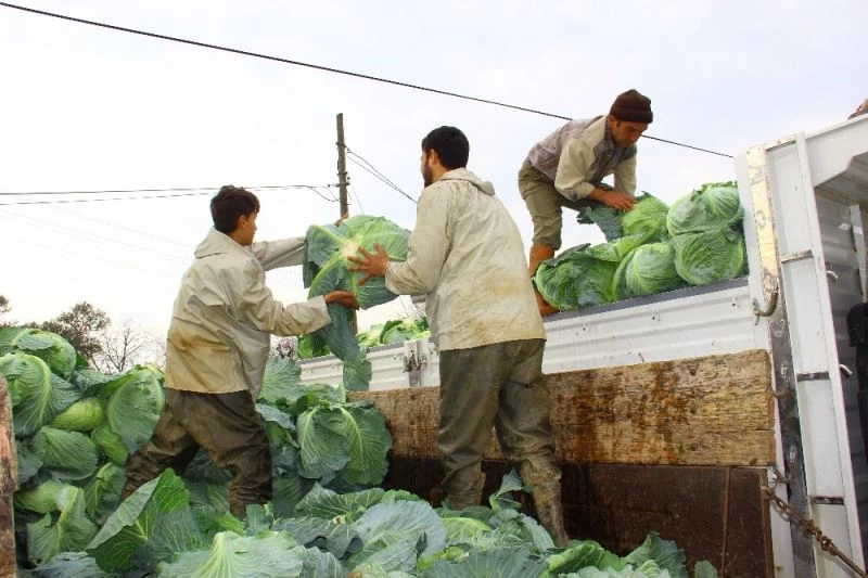 Geçen yıl para etmeyen lahanaya bu yıl değer biçilemiyor
