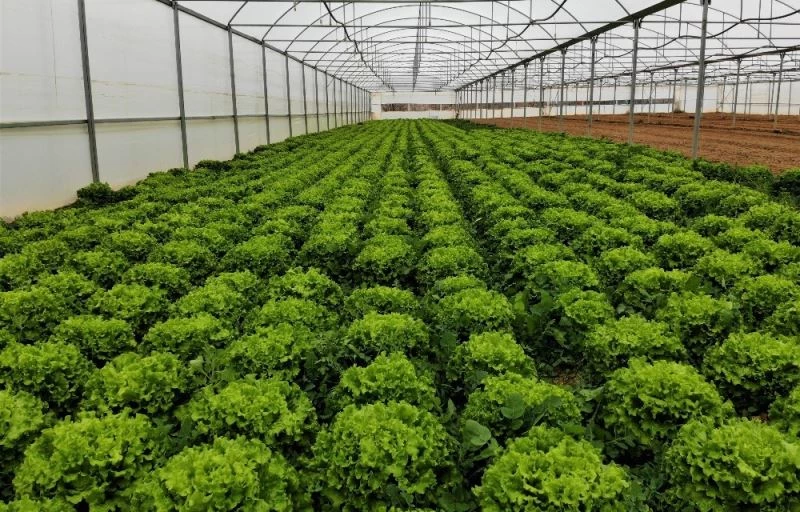 Serada 2 liraya satılan marul markette yüzde 400 zamlı satılıyor
