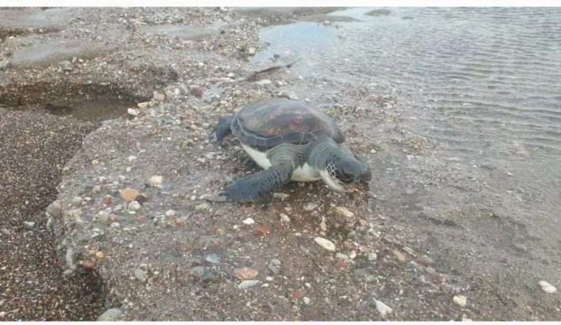 Datça’da sahilde yeşil kaplumbağa ölüsü bulundu
