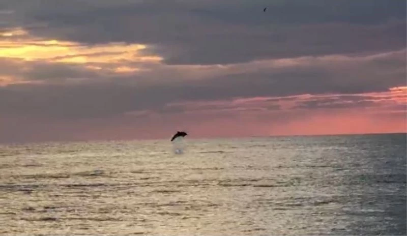 Turistlerin çekildiği sahiller yunuslara kaldı
