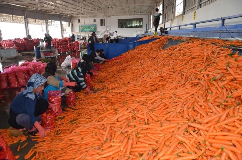 Havucun tarladan sofraya zahmetli yolculuğu
