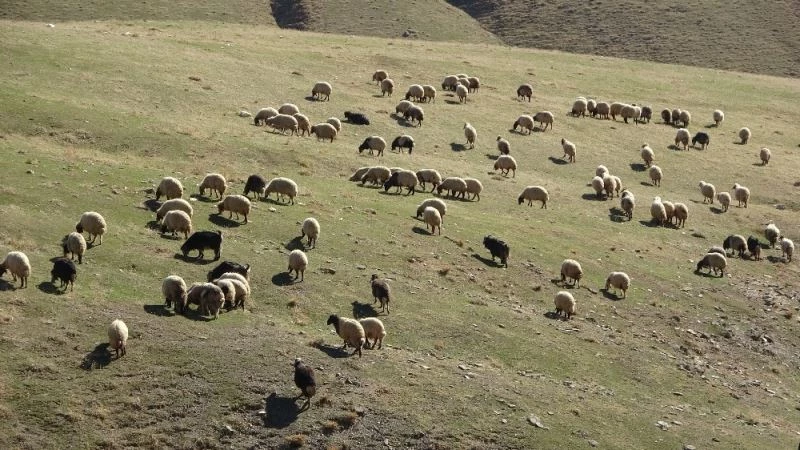 Muş’taki küçükbaş hayvanlar güneydeki sıcak illere götürülüyor
