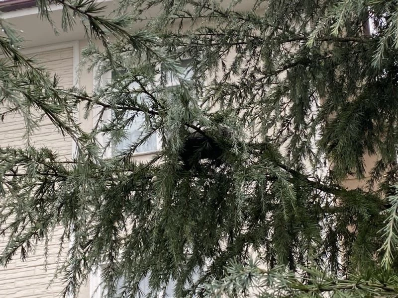 Yavru kedinin inadı, itfaiye ekiplerini dakikalarca uğraştırdı
