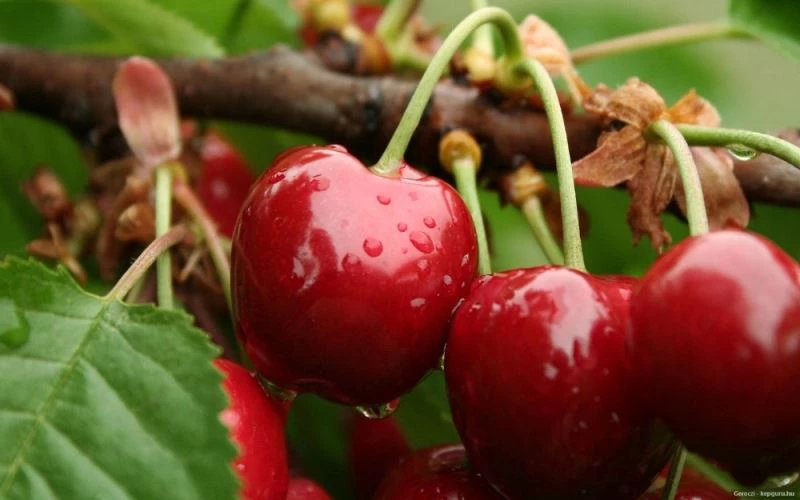 Salihli kirazı mercek altında
