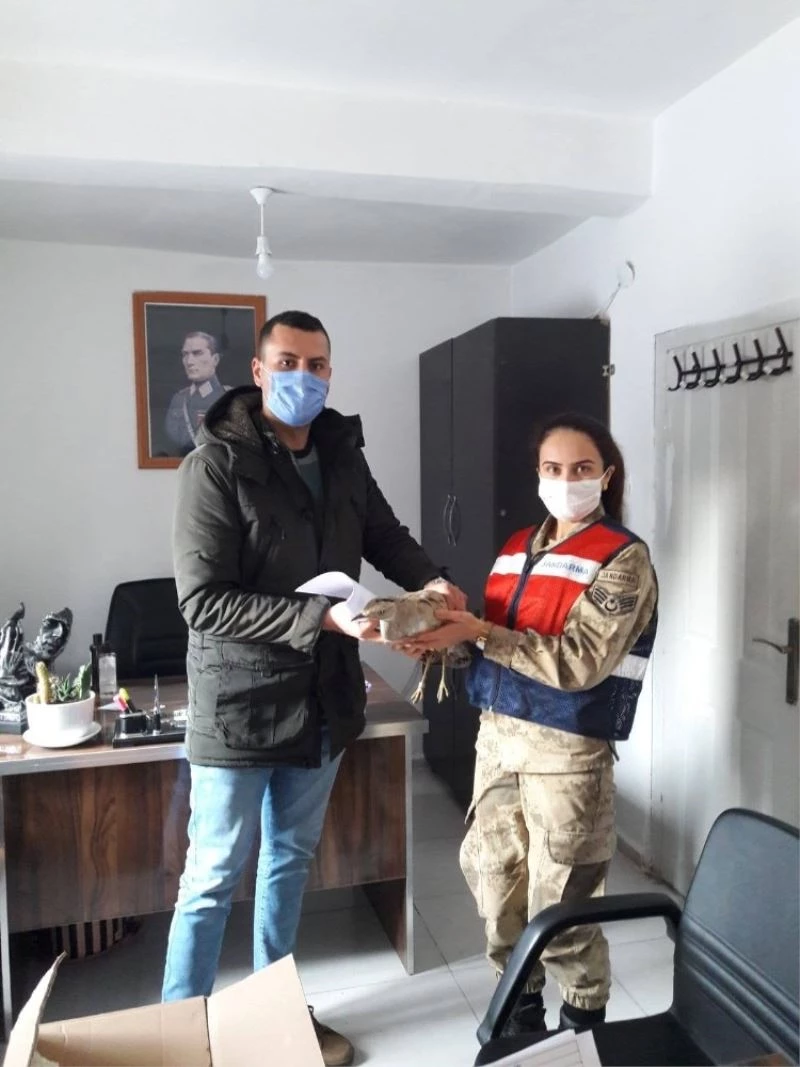 Yaralı Toy, tedavi altına alındı
