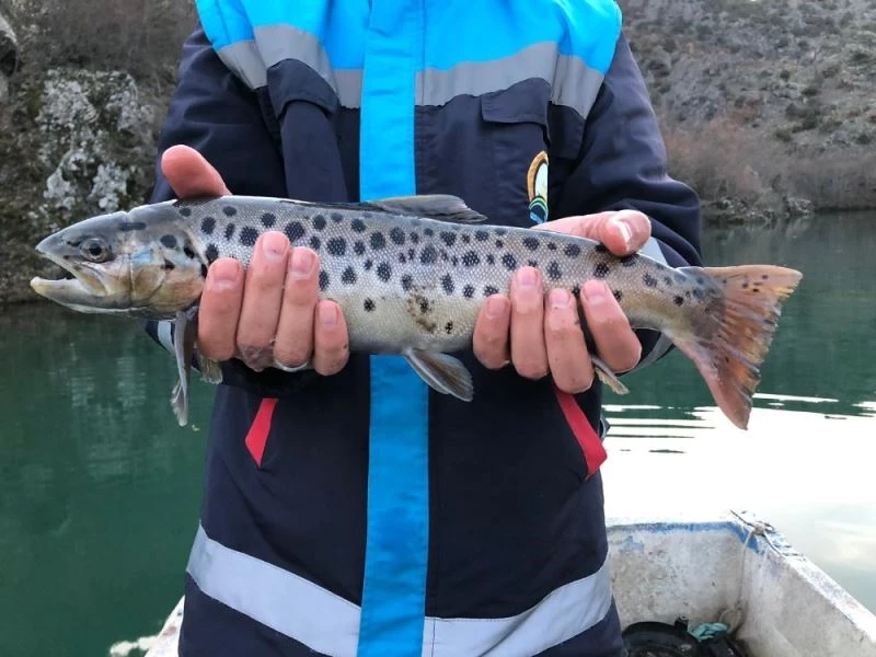 Nesli tükenme tehlikesinde, son anda biri kurtarılabildi
