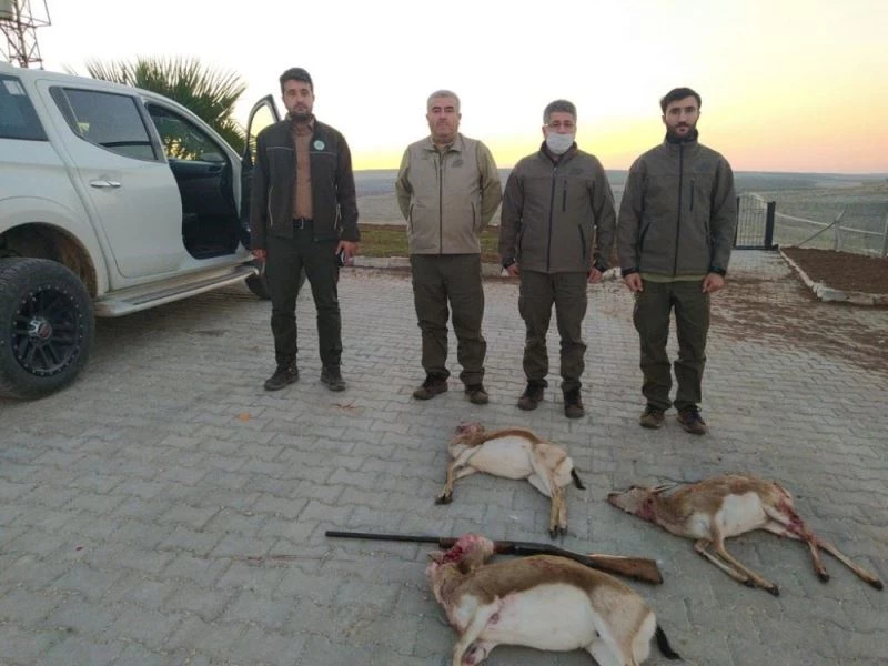 Şanlıurfa’da ceylanları avlayan 4 kişi suçüstü yakalandı
