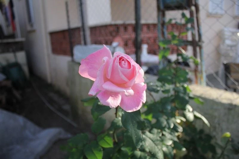 Kış günü Yediveren, Yasemen şaşkınlığı
