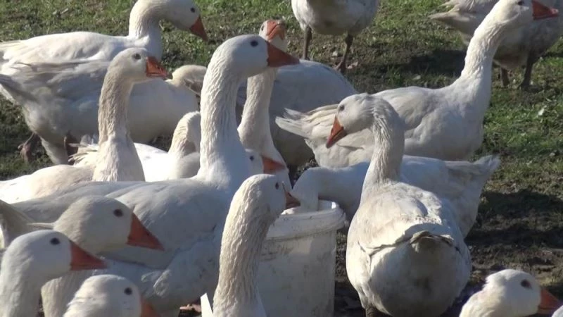 Kentten köye göç eden aile kaz ve tavuk çiftliği kurdu

