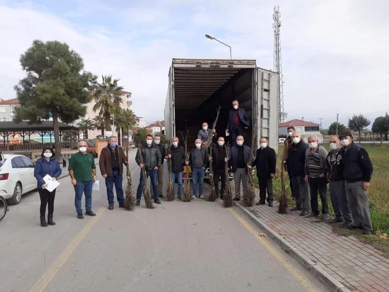 Samsun’da kapama ceviz bahçeleri artıyor
