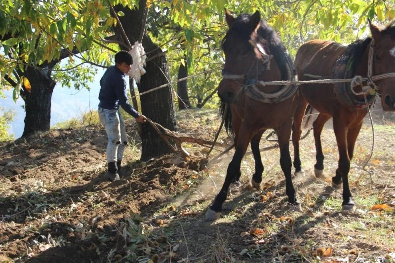 Traktör ağaç köklerine zarar verince atlar yeniden sabana koşuldu
