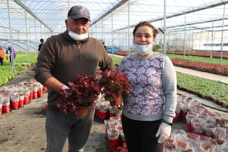 Kıvırcığı saksıda ürettiler, şimdi market zincirlerine satıyorlar
