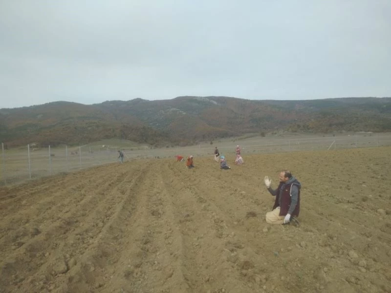 İşleri sıkıntıya giren pide ustası tarlasına 10 bin adet fide dikerek lavanta işine girdi
