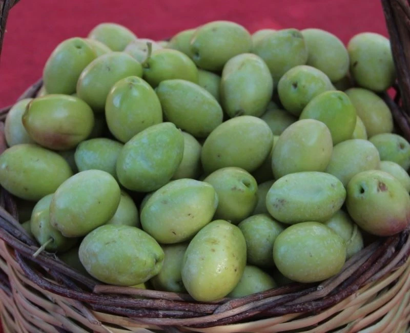 Zeytinyağı fiyatları yükselecek
