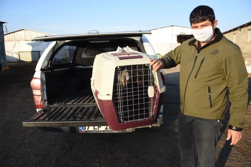 (Özel) Şanlıurfa’da çiftliğe sığınan yaralı turna tedavi altına alındı
