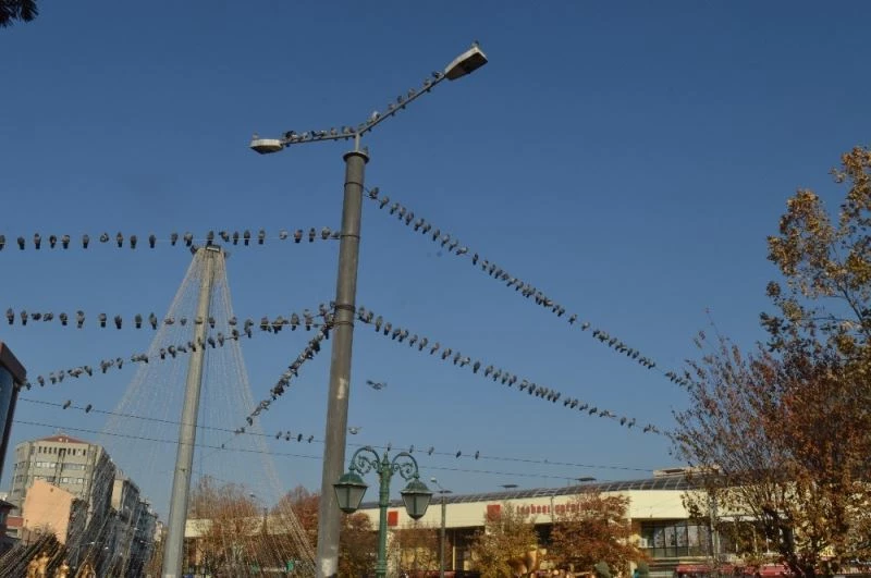 Yerde yem bulamayan güvercinler tellere dizildi
