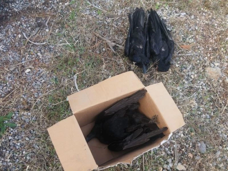 Bozyazı’daki toplu kuzgun ölümü
