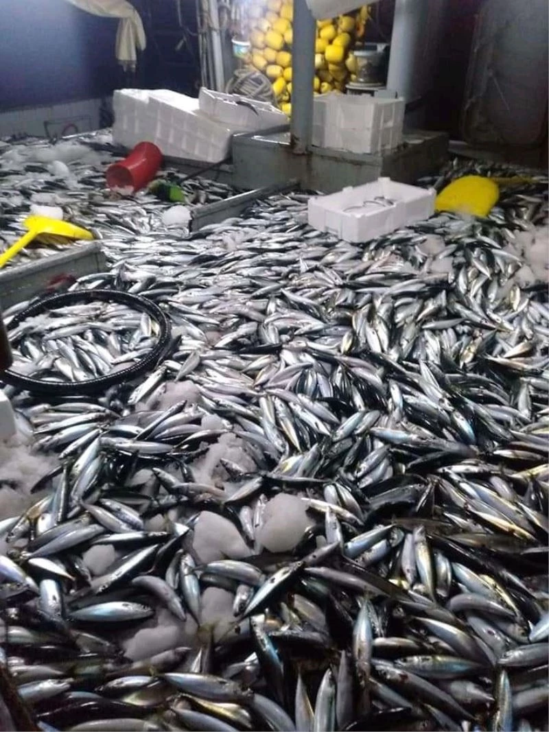 20 ton balığın yakalandığı anlar kamerada
