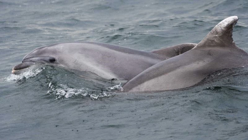 Marmara’da yunusların şovu
