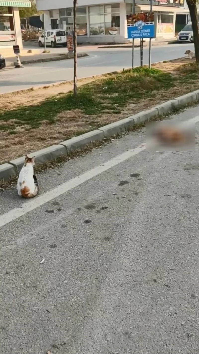 Aracın ezdiği kediyi diğer bir kedi mahzun bakışlarıyla bekledi
