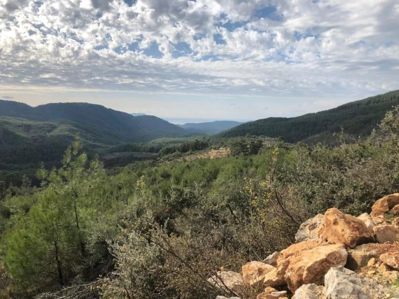Nesli tükenme tehlikesinde olan karakulak ölü bulundu
