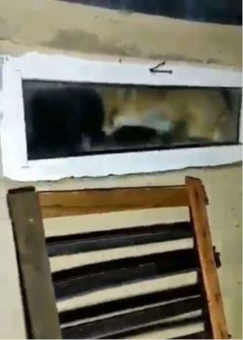 Avlanmaya gelen tilki bu sefer avlandı
