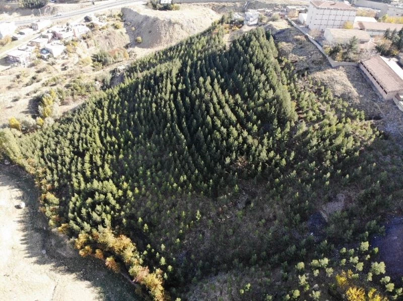 10 bin fidan dikip çöplük alanı ormanlık alana çevirdi
