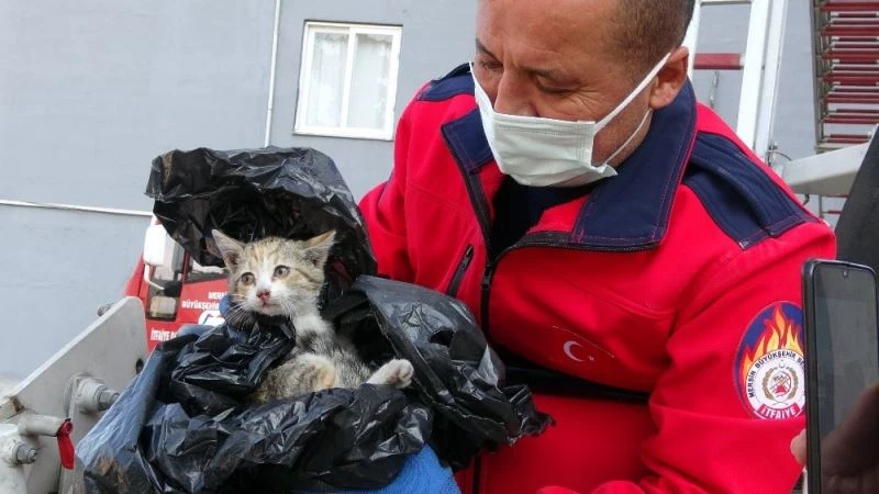 Dokuzuncu katta yavru kedi operasyonu
