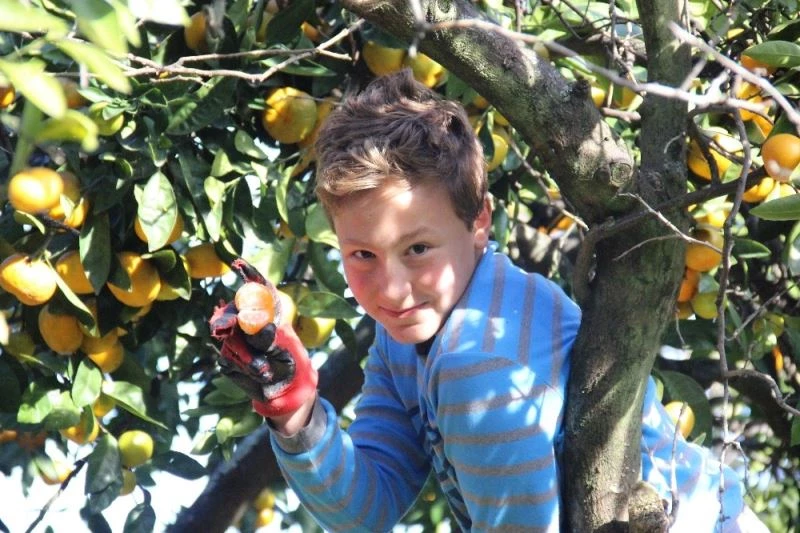 Rize mandalinası tescilleniyor
