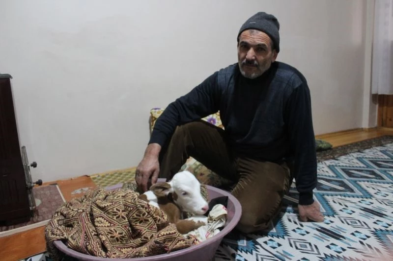 Çiftçi aile erken doğan buzağıya kendi çocukları gibi bakıyor
