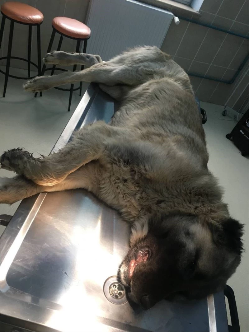 Dili damaklarına bitişik olan kangal köpeklere cerrahi müdahale yapıldı
