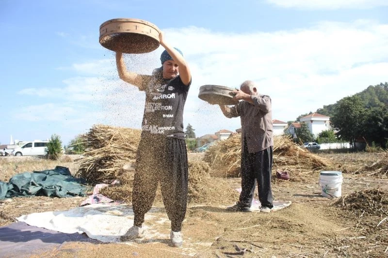 Turizm bölgesinde susam tarımı yeniden ayağa kalkıyor
