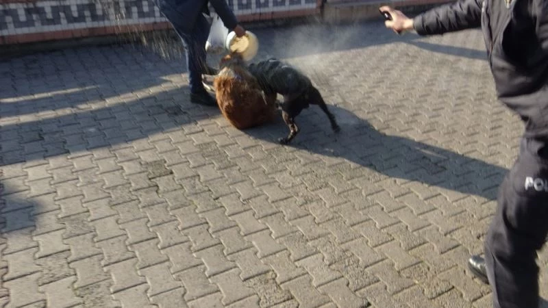 Pitbullu kavgayı polis biber gazıyla ayırmaya çalıştı
