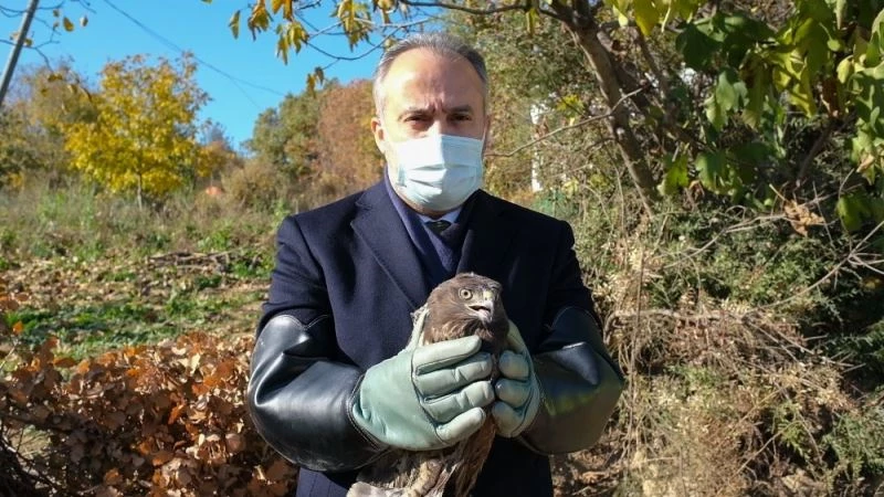 Yaralı şahin tabiata bırakıldı
