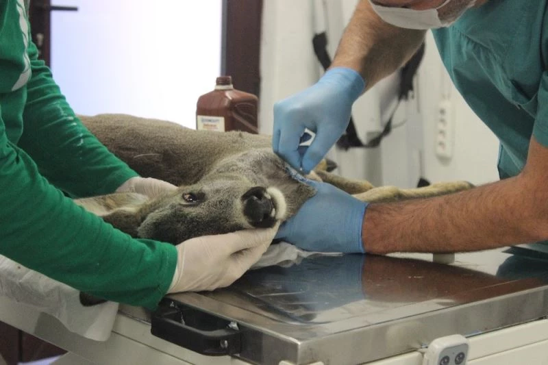 Trafik kazasında ölümden dönen karacayı hayata döndürdüler
