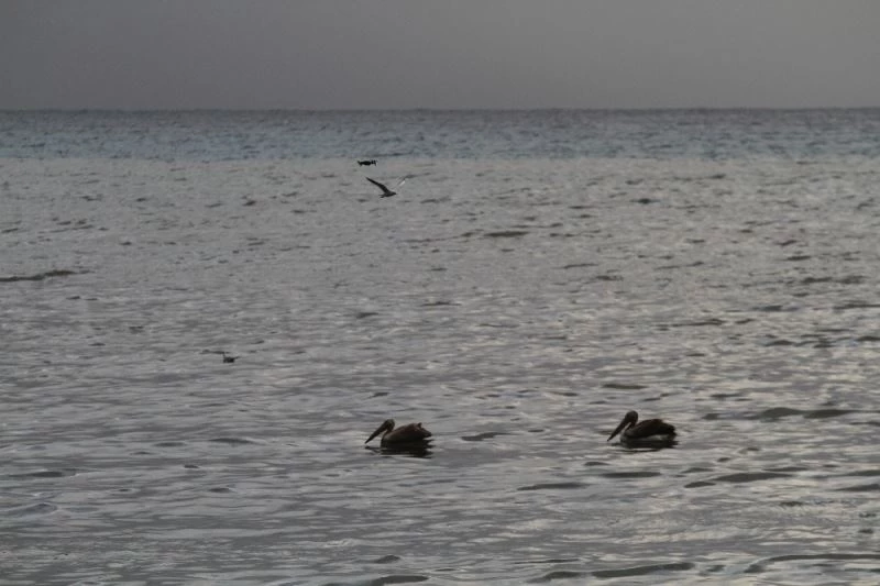 (Özel) Denize inen Pelikanları görenler cep telefonuna sarıldı
