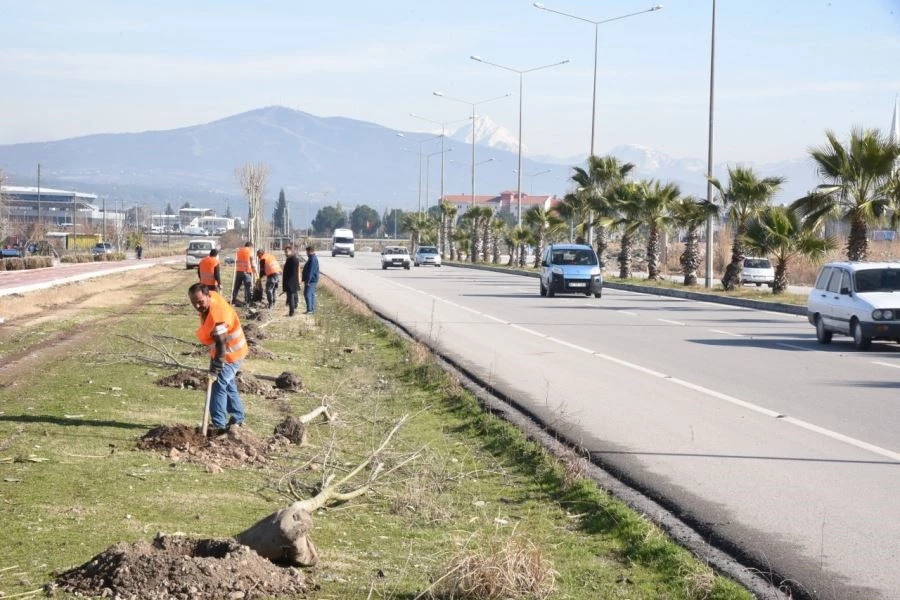 OSMANİYE BELEDİYESİ, KENT MERKEZİNDE YAKLAŞIK 10 BİN AĞACI TOPRAKLA BULUŞTURUYOR