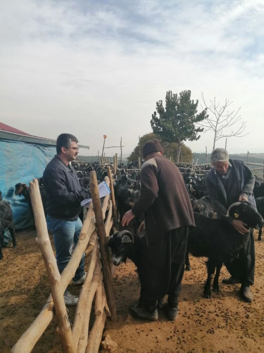 ANAÇ KOYUN VE KEÇİ DESTEKLEMESİ MÜRACAAT SÜRESİ UZATILDI