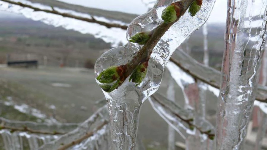 ÜRETİCİLERE ZİRAİ DON UYARISI!