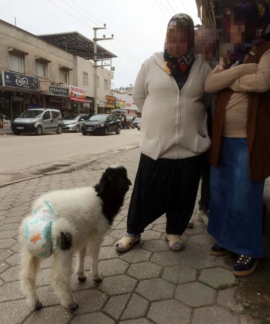 KUZUNUN ARKASINA BEBEK BEZİ BAĞLAYIP, GEZDİRDİ