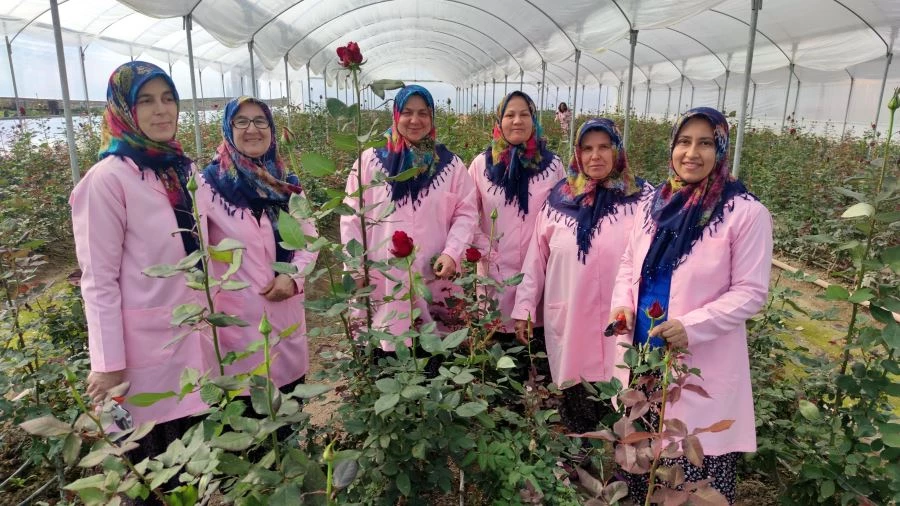 KADIN ÇİFTÇİLER, GÜL SERASINDA ÇALIŞARAK AİLE EKONOMİSİNE KATKI SAĞLIYORLAR