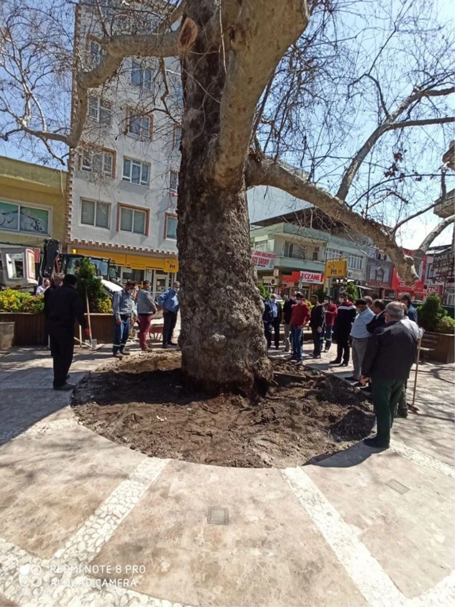 OSMANİYE’NİN SEMBOLÜ ASIRLIK ÇINAR YAŞAYACAK