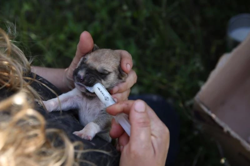 Silahla telef edilen köpeğin 7 yavrusuna sahip çıkıp biberonla besliyor
