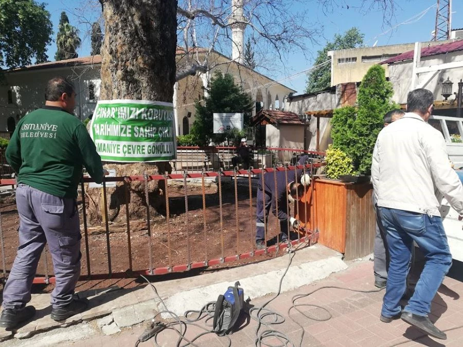 140 YILLIK ÇINAR KORKULUKLARLA KORUMA ALTINA ALINDI