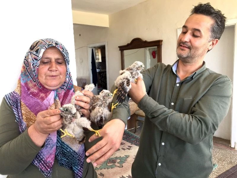 Yuvadan düşen yavru kartallar etle besleniyor

