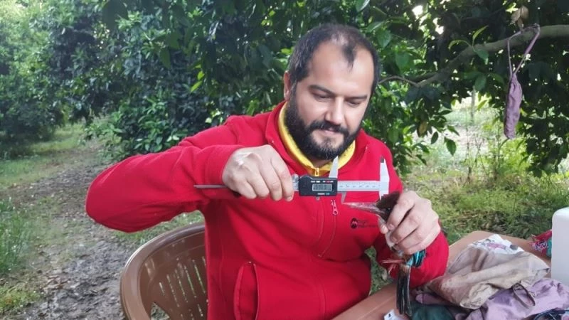 Antalya’da halkalanan kuş türleri sayısında artış yaşandı
